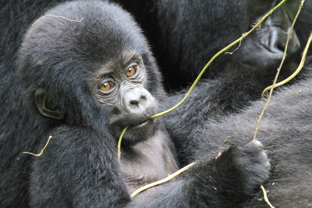 image010-cucciolo di gorilla di montagna