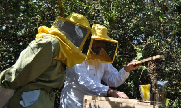Be(e) Together: essere insieme per fare apicoltura insieme