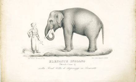L’elefante Fritz ritorna a Stupinigi