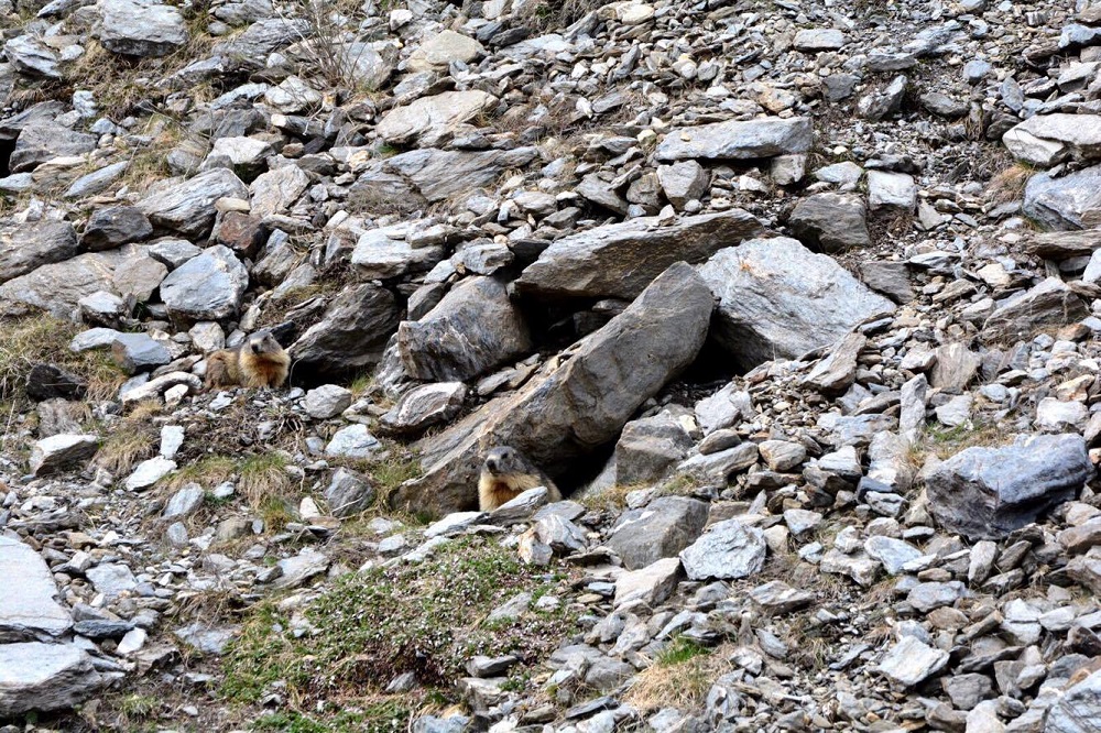 una famiglia di marmotte lungo l'argine, speranzose di riconquistare il territorio, foto Christian Bernardinelli