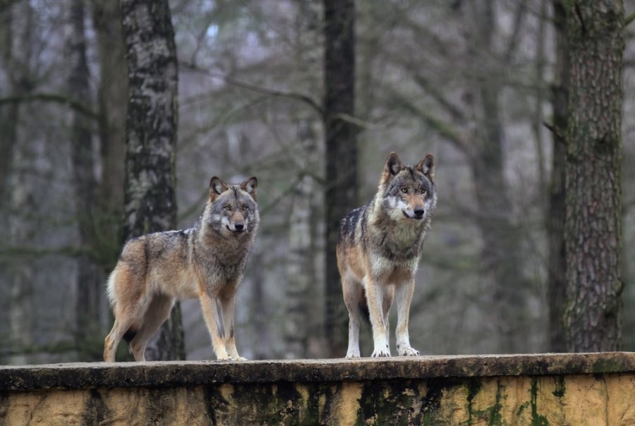 Bestie nazionali. Il lupo italiano, canis lupus italicus, non è homo homini lupus.